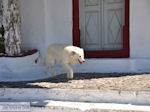 Fira Santorini (Thira) - Foto 44
