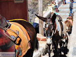 Fira Santorini (Thira) - Foto 67